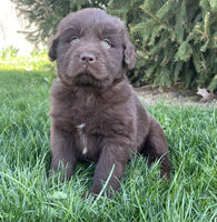 Newfoundland