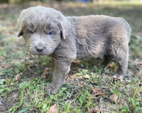 Newfoundland Aussie Mix