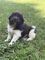 Newfoundland