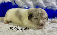 Skipper Male Newfoundland $2625