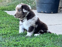 Newfoundland Aussie Mix