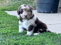 Newfoundland Aussie Mix