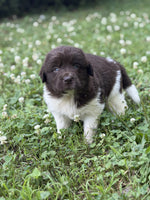 Newfoundland