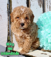 Nicky Male F1BB Mini Goldendoodle $995