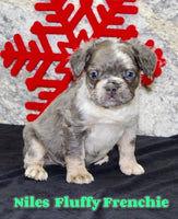 Niles Male AKC Fluffy French Bulldog $1595