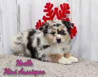 Noelle Female Mini Aussiepoo $995