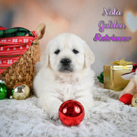 Nola Female English Cream Golden Retriever $1200