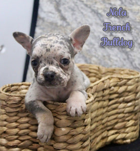  French Bulldog 