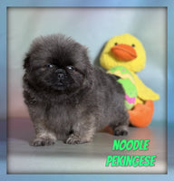 Noodle Male ICA Pekingese $1625