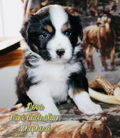 Nova Female AKC Mini Australian Shepherd $450