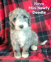 Nova Female Mini Newfy Doodle $1000