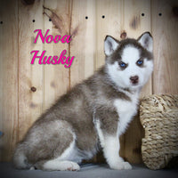 Nova Female Siberian Husky $775
