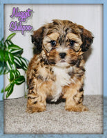 Nugget Female Shihpoo $850