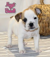 Beabull 