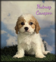 Cavapoo