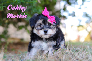Morkie