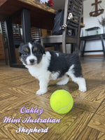 Oakley Female AKC Mini Australian Shepherd $750