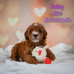 Mini Goldendoodle