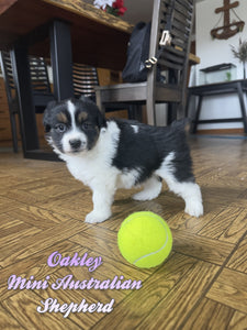 Mini Australian Shepherd