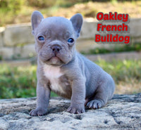 Oakley Male French Bulldog $1495