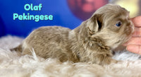 Olaf Male AKC Pekingese $3625