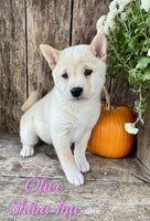 Olive Female ACA Shiba Inu $850