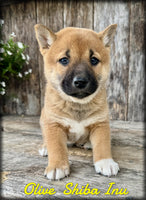 Shiba Inu