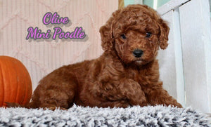 Mini Poodle