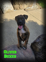 Oliver Male Boxer $475