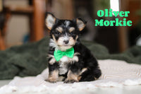 Oliver Male Morkie $1700