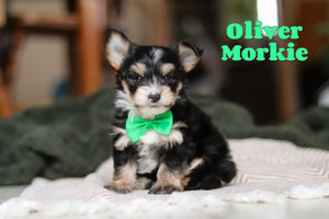 Morkie