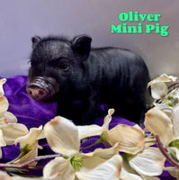 Oliver Male Mini Pot Belly Pig $450