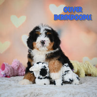 Oliver Male Bernedoodle $1250