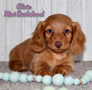 Mini Dachshund