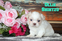 Ollie Male Shihtzu $795