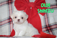 Ollie Male Shihtzu $695