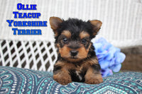 Ollie Male Teacup Yorkshire Terrier $1400
