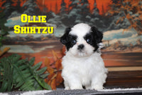 Ollie Male Shihtzu $800