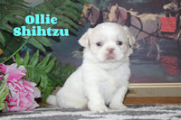 Ollie Male Shihtzu $850