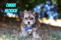 Omar Male Morkie $1400