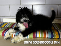 Onyx Male Goldendoodle Mix $299