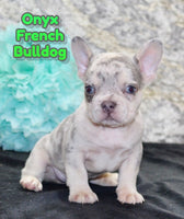 Onyx Male AKC French Bulldog $1800