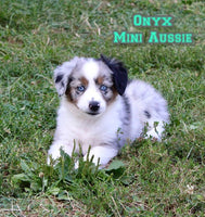 Onyx Male AKC Mini Australian Shepherd $1500