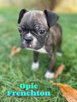 Opie Male Frenchton $1100