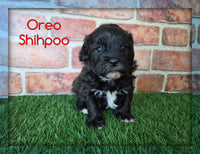 Oreo Male Shihpoo $950