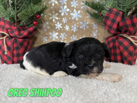 Oreo Male Shihpoo $1200