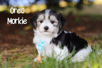 Oreo Male Morkie $1095