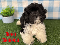 Oreo Male Shihpoo $850