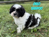 Oreo Male Shihpoo $850