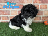 Oreo Male Shihpoo $950